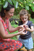 Load image into Gallery viewer, Whole Nutmeg